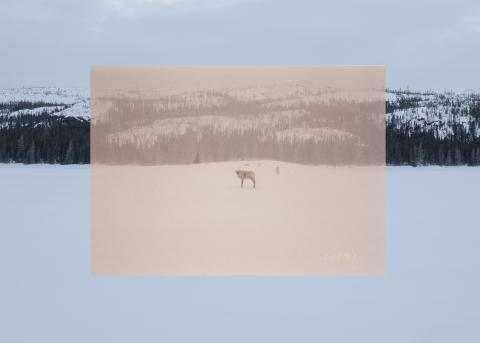 Katelyn Jacque. Where the Caribou Once Walked (2022). Photograph. 91.4 x 66 cm. Government of Newfoundland and Labrador Collection, The Rooms.